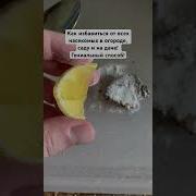 Мошки Блошки