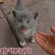 Смешная Озвучка Котов