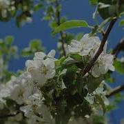Цвети Наш Край Воронежский