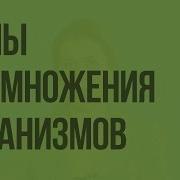 Самооплодотворение