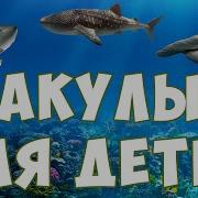 Скачать Акулы Мультик Называется Акулы Акулы