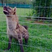 Hyena Laugh