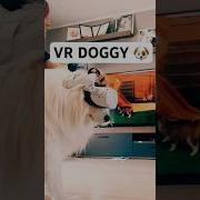 R Doggy Doggy Speed