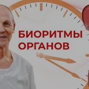 Активность Органов По Часам Суточные Биоритмы