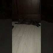 Стой Кто Идет Никто Не Проскочит