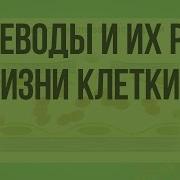 Углеводы И Их Роль В Жизнедеятельности Клетки Видеоурок По Биологии 10 Клас