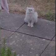 Ma Here Is A Stray Cat Outside