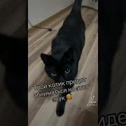 Фейс И Фейс Кошка
