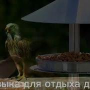 Сборник Музыки Для Души У Природы Нет Плохой Погоды