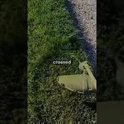 Смех Смехом