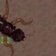 Pocket Ants Termite Nest Theme
