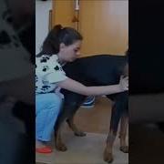 Эротика Видео Big Dogs Sex Videos