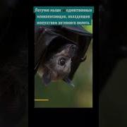 Бэтмен Летучие Мыши Не Грызуны