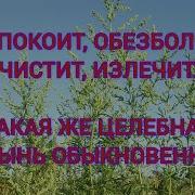 Полынь Серая Полезные Своиства
