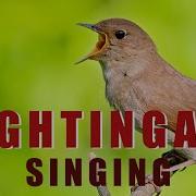 Nightingale Song Thrush Starling Birdsong Birdsong