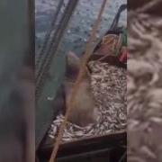 Рыбаки Ловили Рыбу А Поймали Рака Тральщики Поймали Моржа В Сети