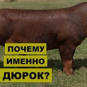 Прибыльное Разведение Поросят Породы Кормление Уход