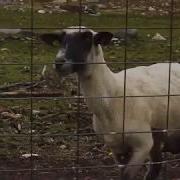 Major Lazer Dj Snake Lean On Feat Mø Goat Version