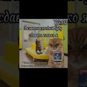 Футажи Про Школу