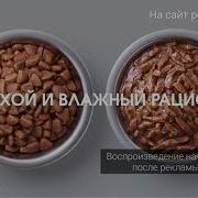 Картон Кет Топ 6 Песен