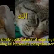 Sakratul Maut Kucing Allah