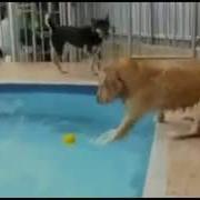 Собака Играет С Мячом