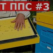 Пыльца Сборник