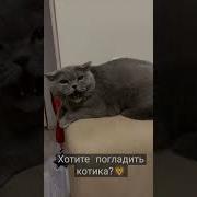 Злой Котозаяц