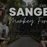 Sangeh Monkey Forest