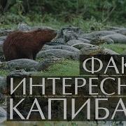 Звук Капибары