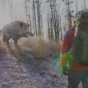 Сливки Шоу Музыка 24 Часа В Лесу