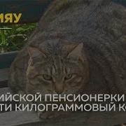 Котик Стёпа