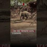 Зоопарк Слон