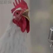 Куры Поют