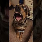 He S Looking For A Dog Edit Audio