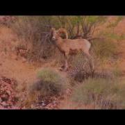 Ferde Grofé Grand Canyon Suite On The Trail