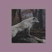 Selena Gomez Slowed Wolves