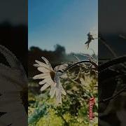 Мудрая Луна