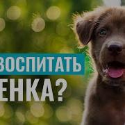 Дрессировка Собак Учимся Правильно Воспитывать Собаку