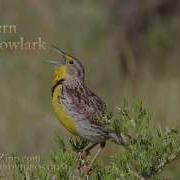 Meadowlark