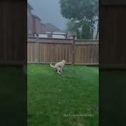 Dogs Is It The Wind