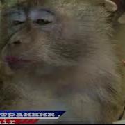 Животные Танцуют Под Музыку Не Женюсь Я Не Женюсь
