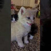 Meow Memw Free Collab