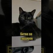 Кошачья Бойня