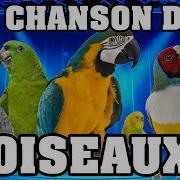 La Chanson Des Oiseaux