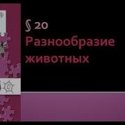 Разнообразие Животных 9 Класс