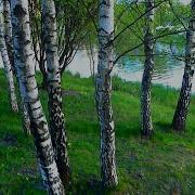 Футажи Берёзовая Роща Скачать