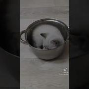 Я Уеду На Кухню Мне Еда Будет Снится