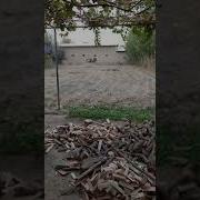 Бокилган Букалар