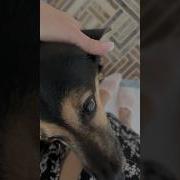 Животные